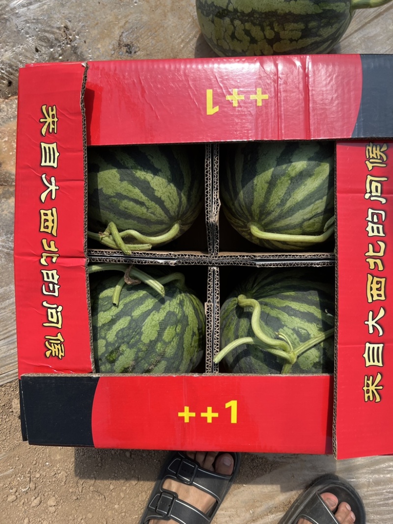 【推荐】开封通许精品西瓜美都8424麒麟西瓜大量上市