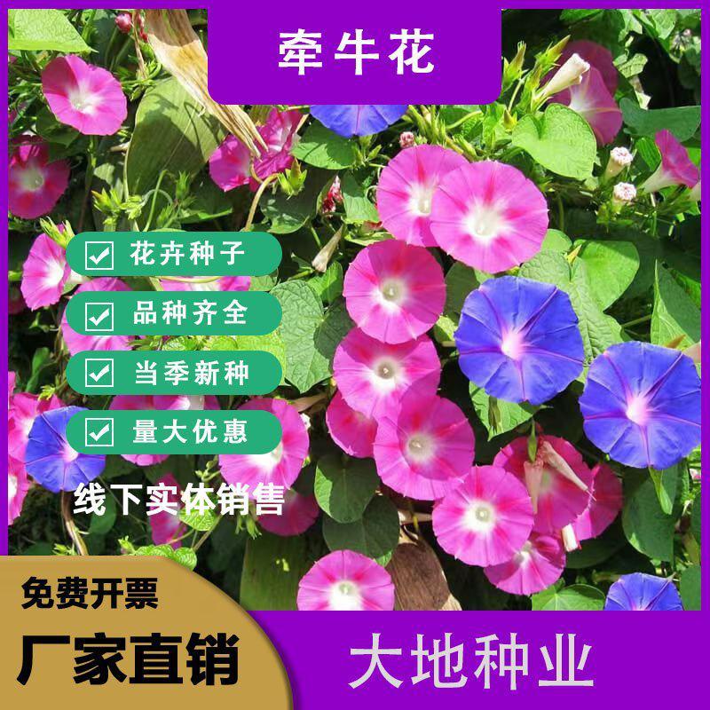 爬藤大牵牛花种子喇叭花种子喇叭花一年四季爬藤花卉四季庭院