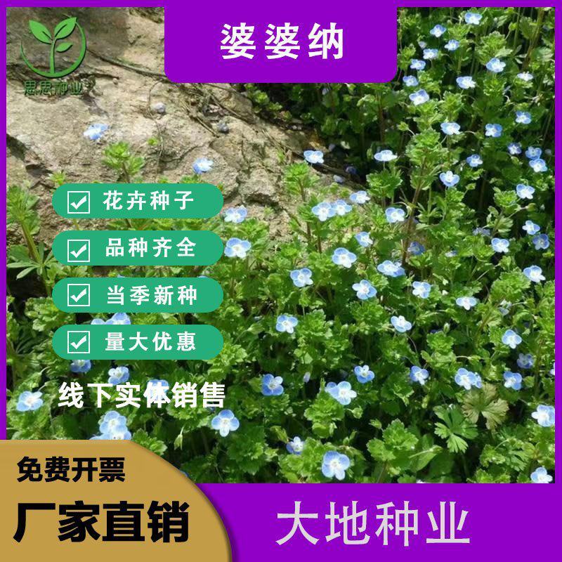 婆婆纳种子，多年生花卉种子易种室内阳台绿化花卉种子批发