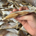 淡干白鲳肉段、中段肉、尾段肉去刺广西北海特产鱼干