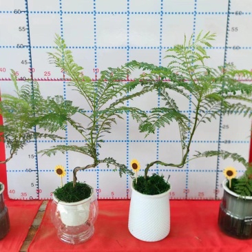 蓝花楹造型小盆景福建漳州花卉种植基地批量销售