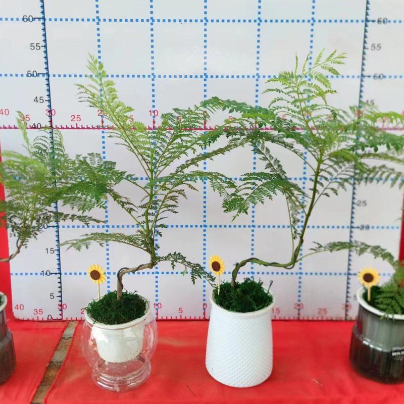 蓝花楹造型小盆景福建漳州花卉种植基地批量销售