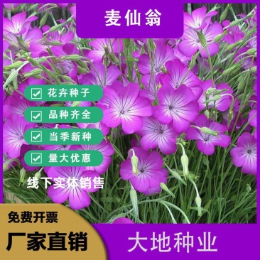 麦仙翁种子耐旱花海麦毒草花期长四季播种庭院景观花卉种