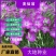 麦仙翁种子耐旱花海麦毒草花期长四季播种庭院景观花卉种