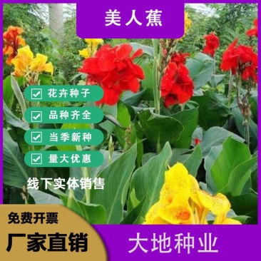 混色美人蕉种子四季秋播室内阳台盆栽易种多年生花卉种子花草