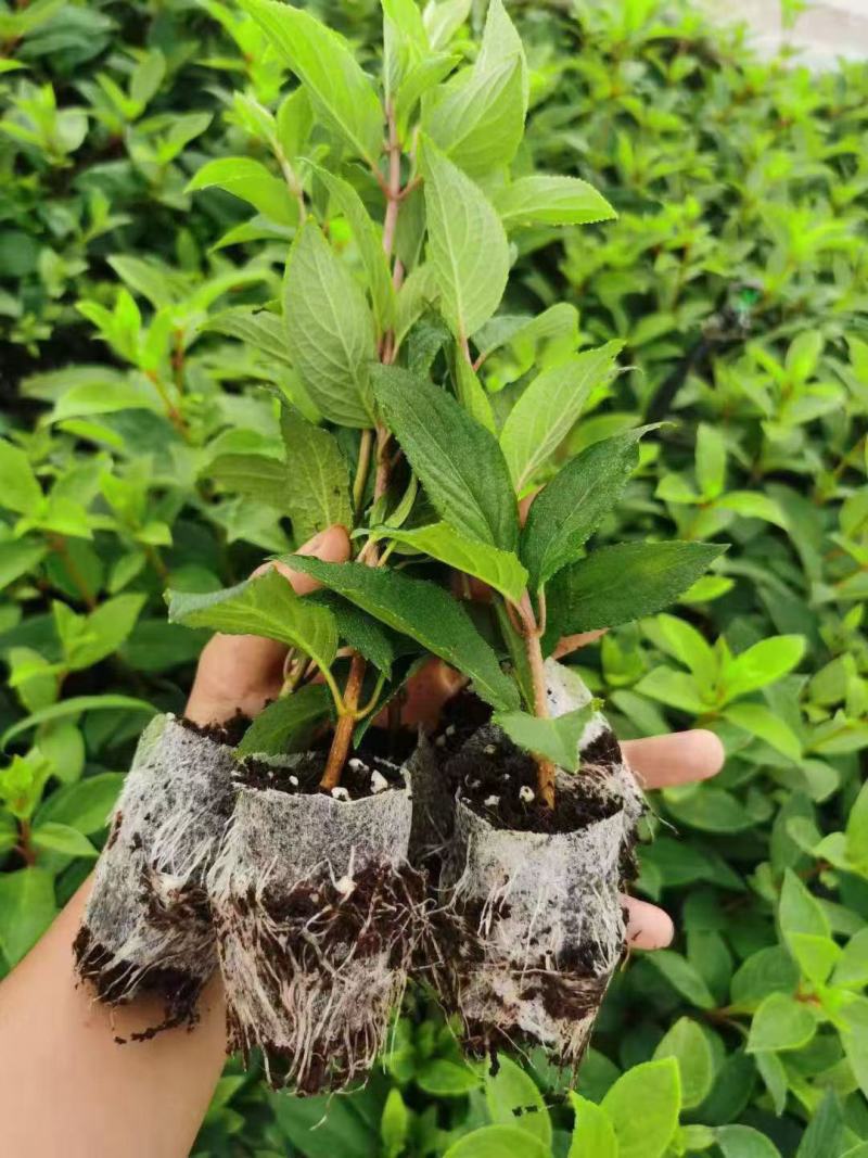 圆锥木绣球香草草莓可用于园艺绿化工程全国各地可发货