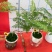 蓝花楹造型小盆景福建漳州花卉种植基地批量销售