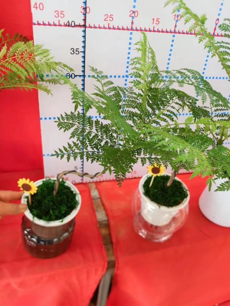 蓝花楹造型小盆景福建漳州花卉种植基地批量销售