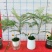 蓝花楹造型小盆景福建漳州花卉种植基地批量销售