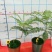 蓝花楹造型小盆景福建漳州花卉种植基地批量销售