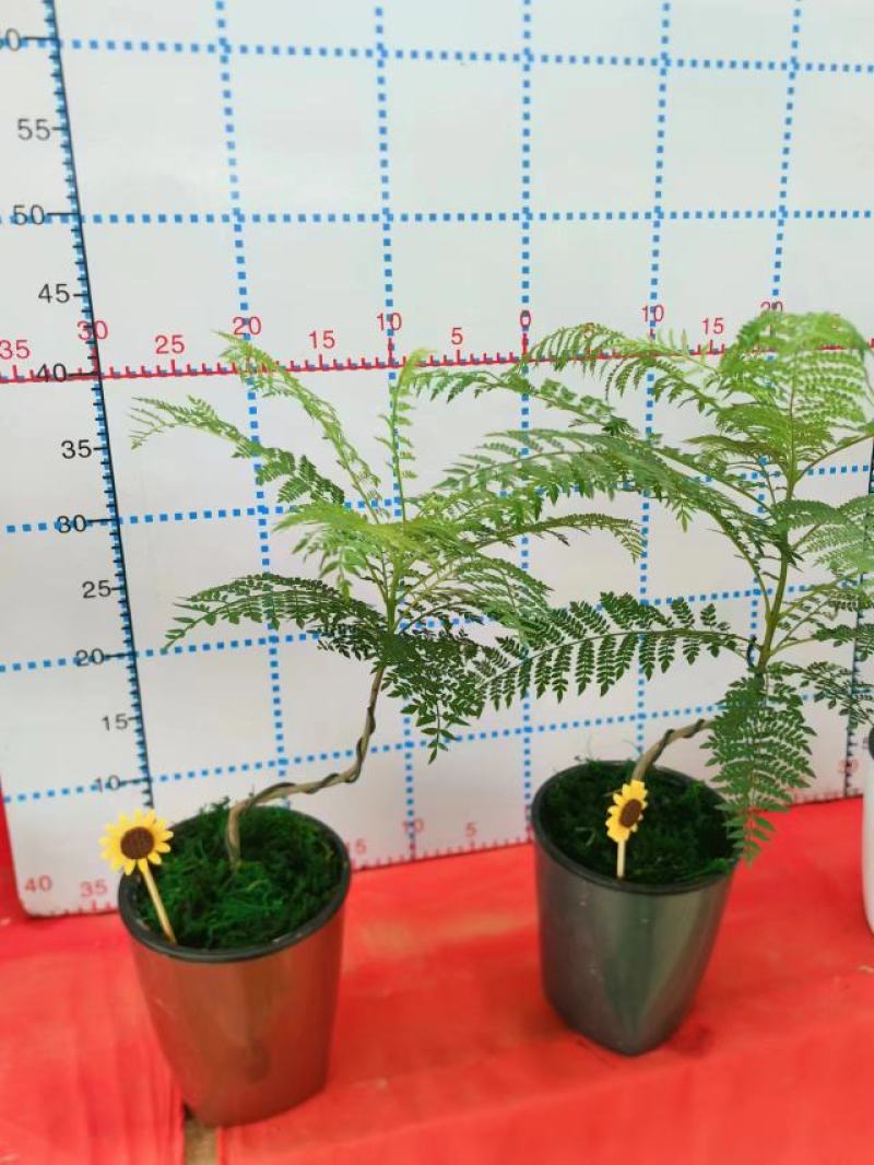 蓝花楹造型小盆景福建漳州花卉种植基地批量销售