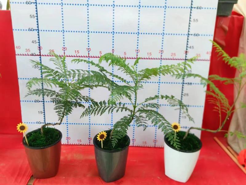 蓝花楹造型小盆景福建漳州花卉种植基地批量销售