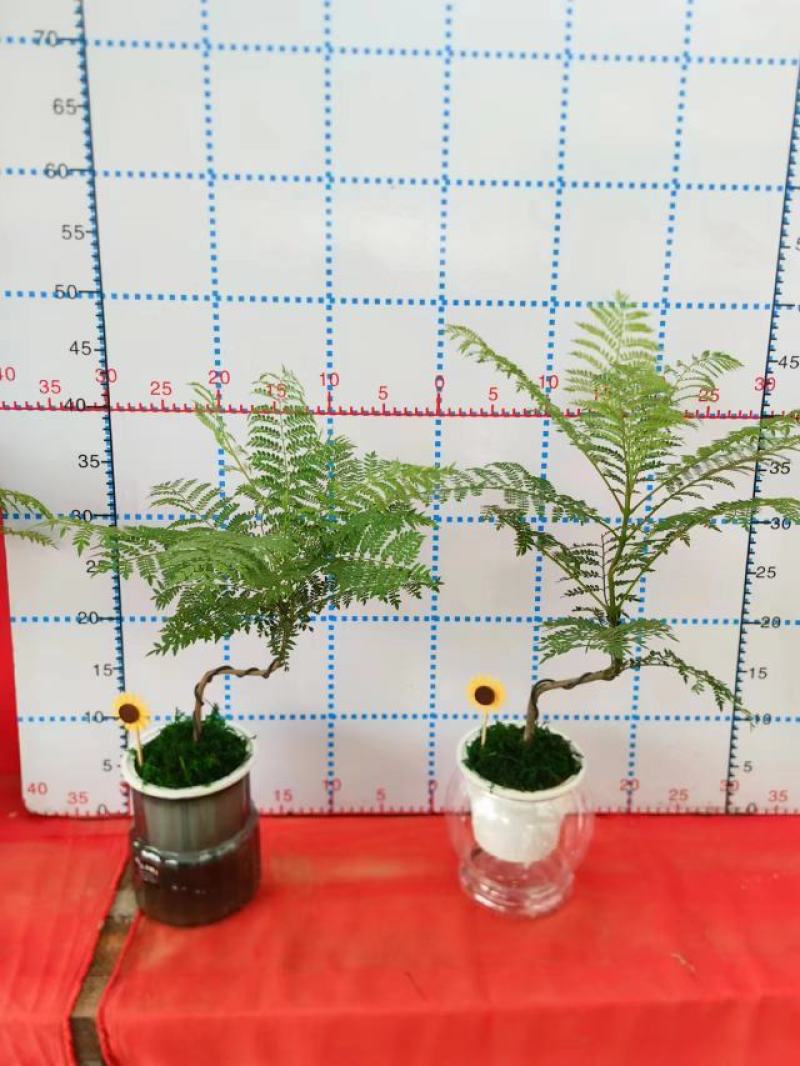 蓝花楹造型小盆景福建漳州花卉种植基地批量销售
