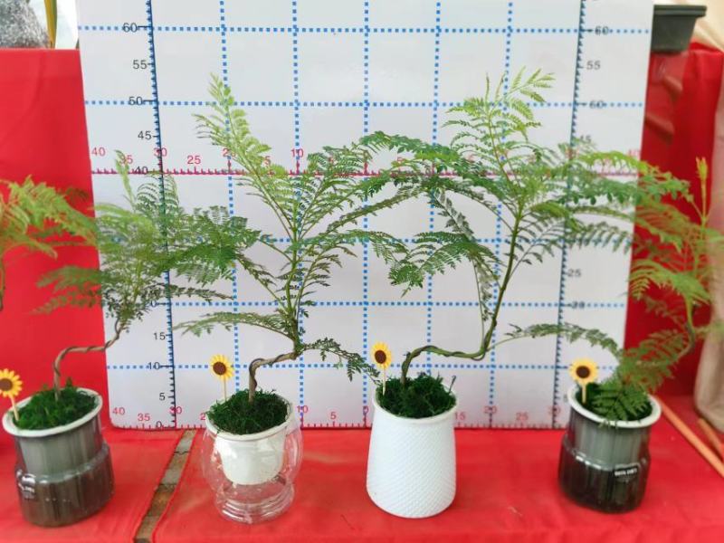 蓝花楹造型小盆景福建漳州花卉种植基地批量销售