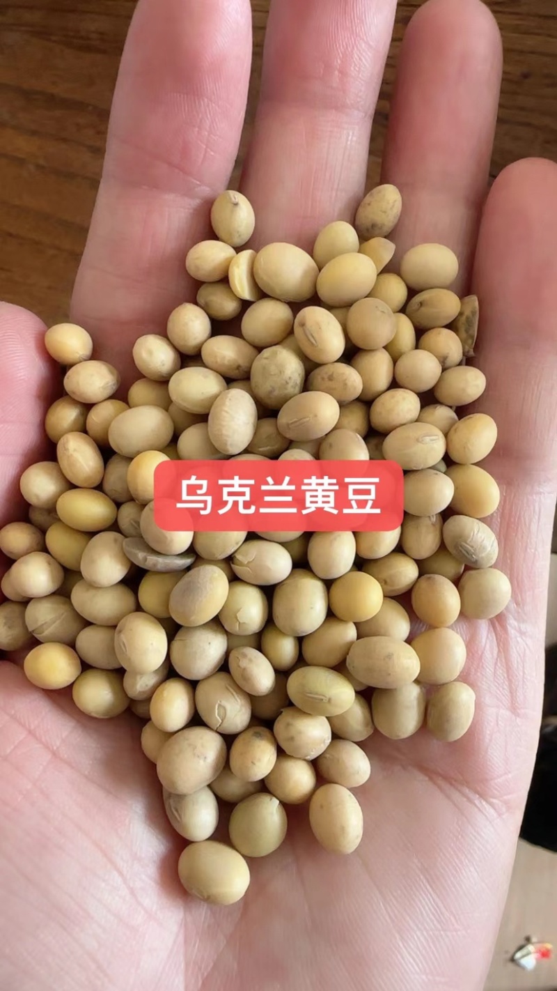 各种品质黄豆豆腐豆油炸豆腐豆腐竹豆等