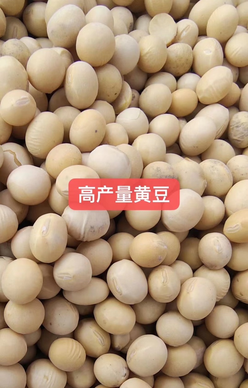 各种品质黄豆豆腐豆油炸豆腐豆腐竹豆等