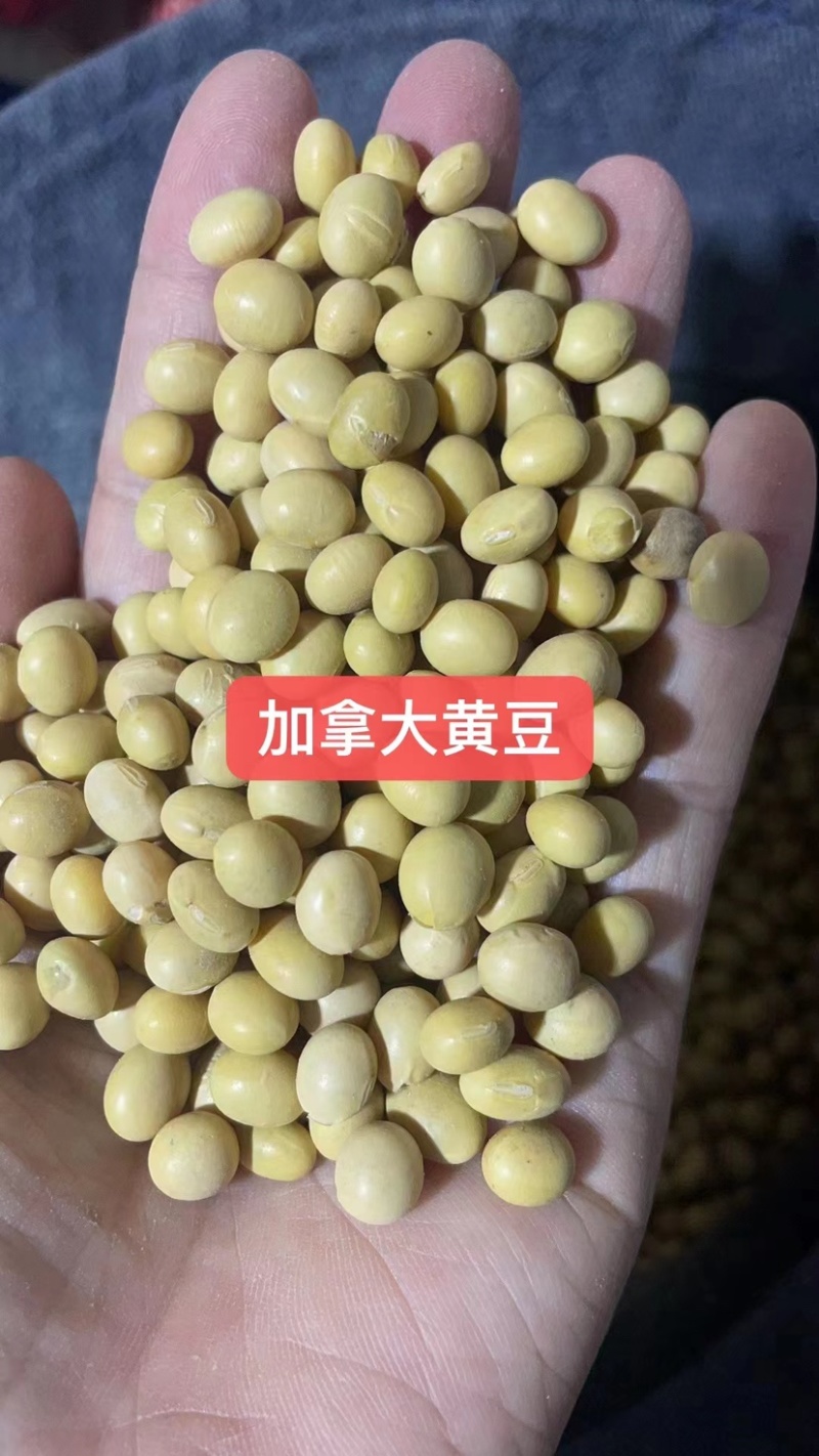 各种品质黄豆豆腐豆油炸豆腐豆腐竹豆等
