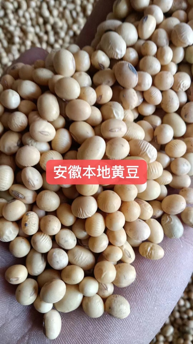 各种品质黄豆豆腐豆油炸豆腐豆腐竹豆等