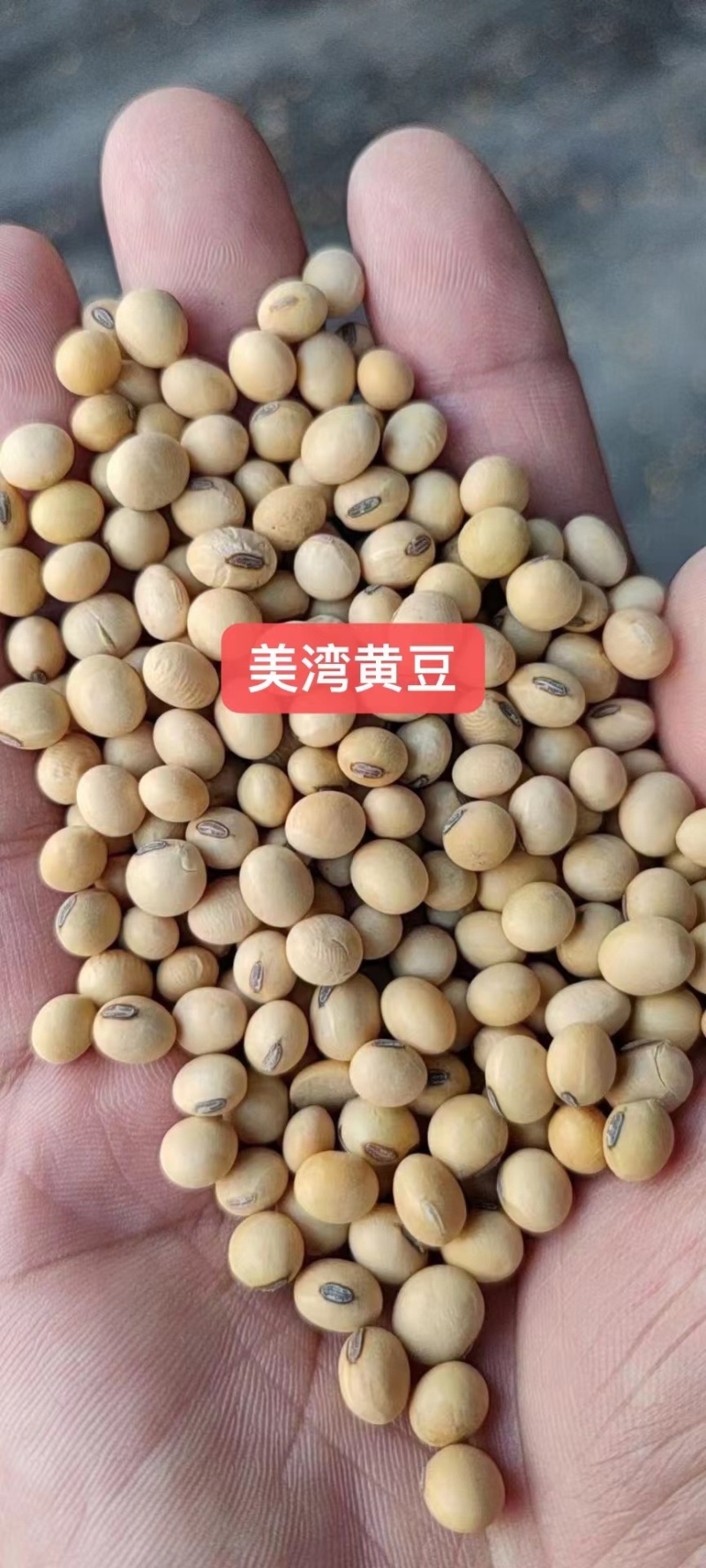 各种品质黄豆豆腐豆油炸豆腐豆腐竹豆等