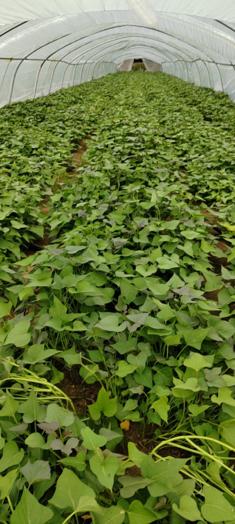 商薯19红薯苗