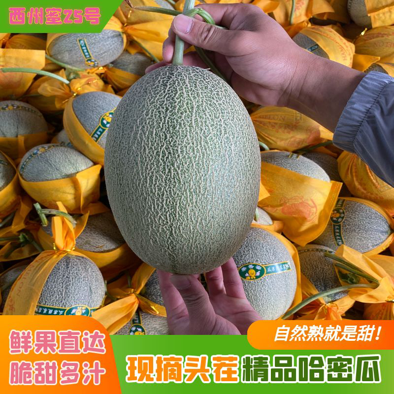 晓蜜25哈密瓜西州蜜一件代发供应链接市场团购电商