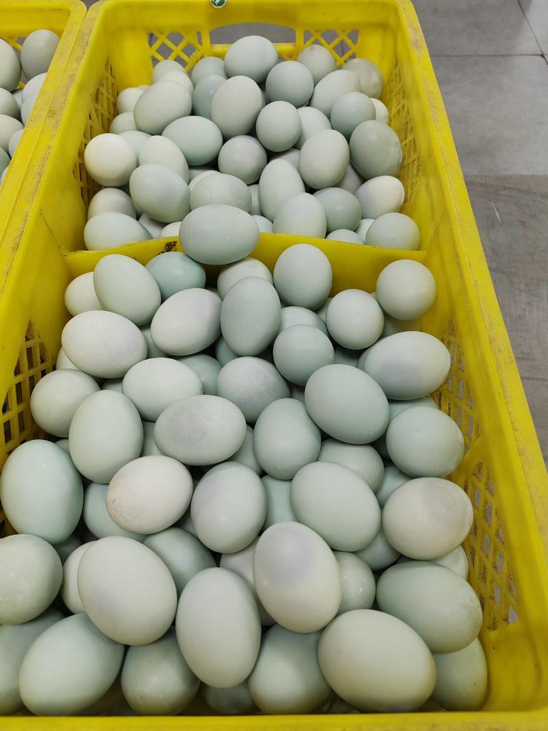 新鲜咸鸭蛋质量保障量大从优对接全国欢迎订购