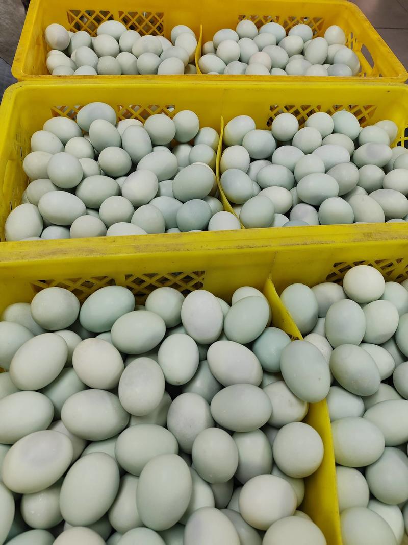 新鲜咸鸭蛋质量保障量大从优对接全国欢迎订购