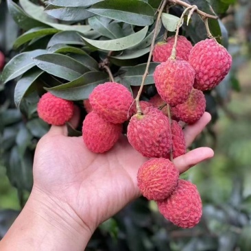 产品：荔枝（白糖婴.妃子笑.白腊.黑叶.桂味