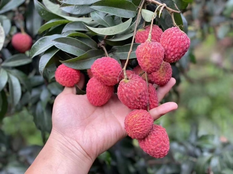产品：荔枝（白糖婴.妃子笑.白腊.黑叶.桂味