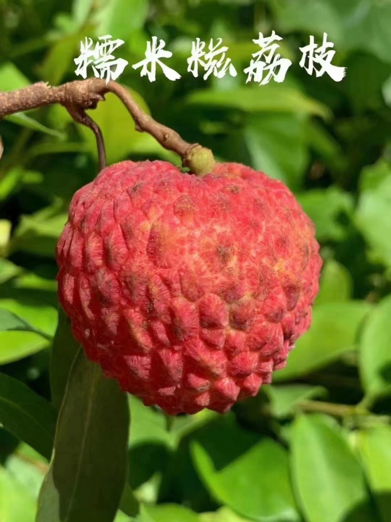 产品：荔枝（白糖婴.妃子笑.白腊.黑叶.桂味