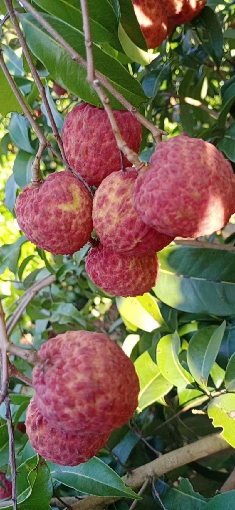 产品：荔枝（白糖婴.妃子笑.白腊.黑叶.桂味