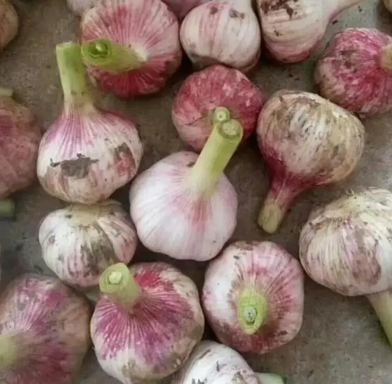 图片展示一颗新鲜紫皮蒜切开后的横截面,呈现其紧实多汁的质地 紫皮蒜切开后的内部结构图