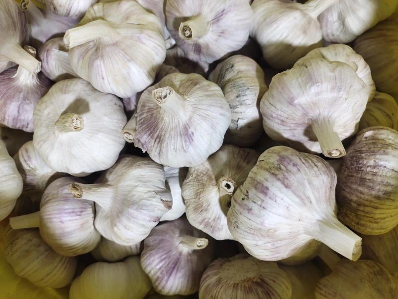 蒜的横截面特写