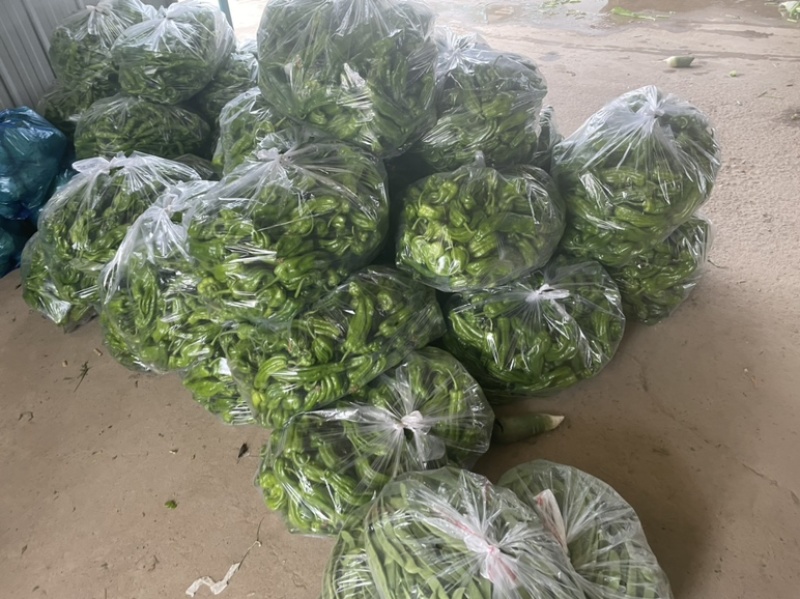 南瓜上市了，需要的朋友可以联系我
