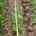 北海道黄杨苗