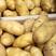 大棚荷兰十五土豆大量上市/现挖现发，保质保量/全国发货/