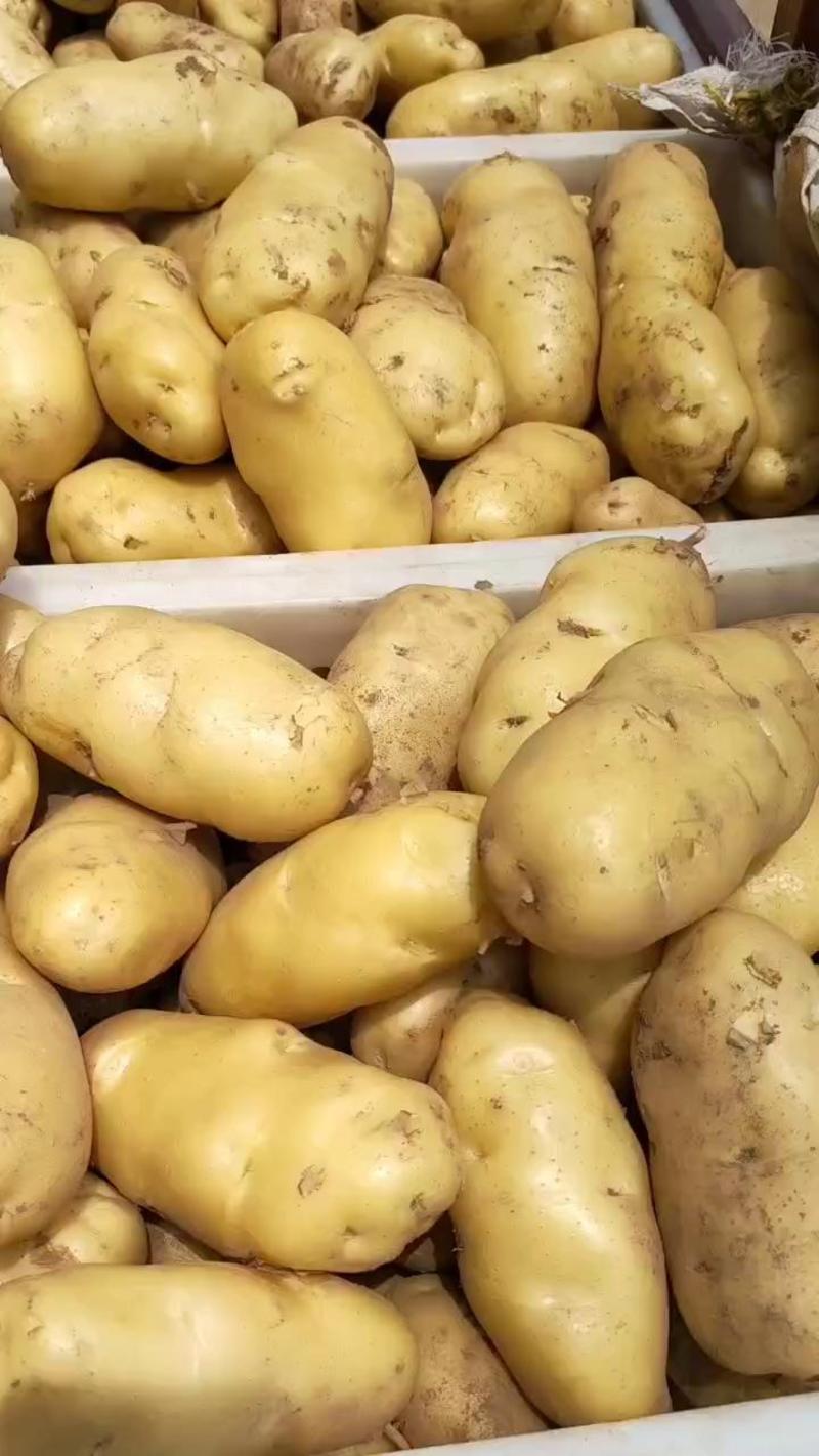 大棚荷兰十五土豆大量上市/现挖现发，保质保量/全国发货/