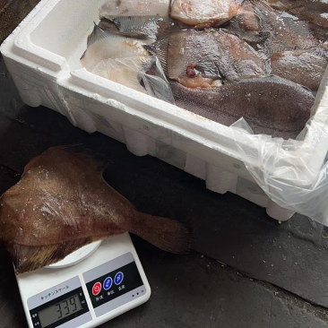 二去蝶鱼200/400规格一件19kg
