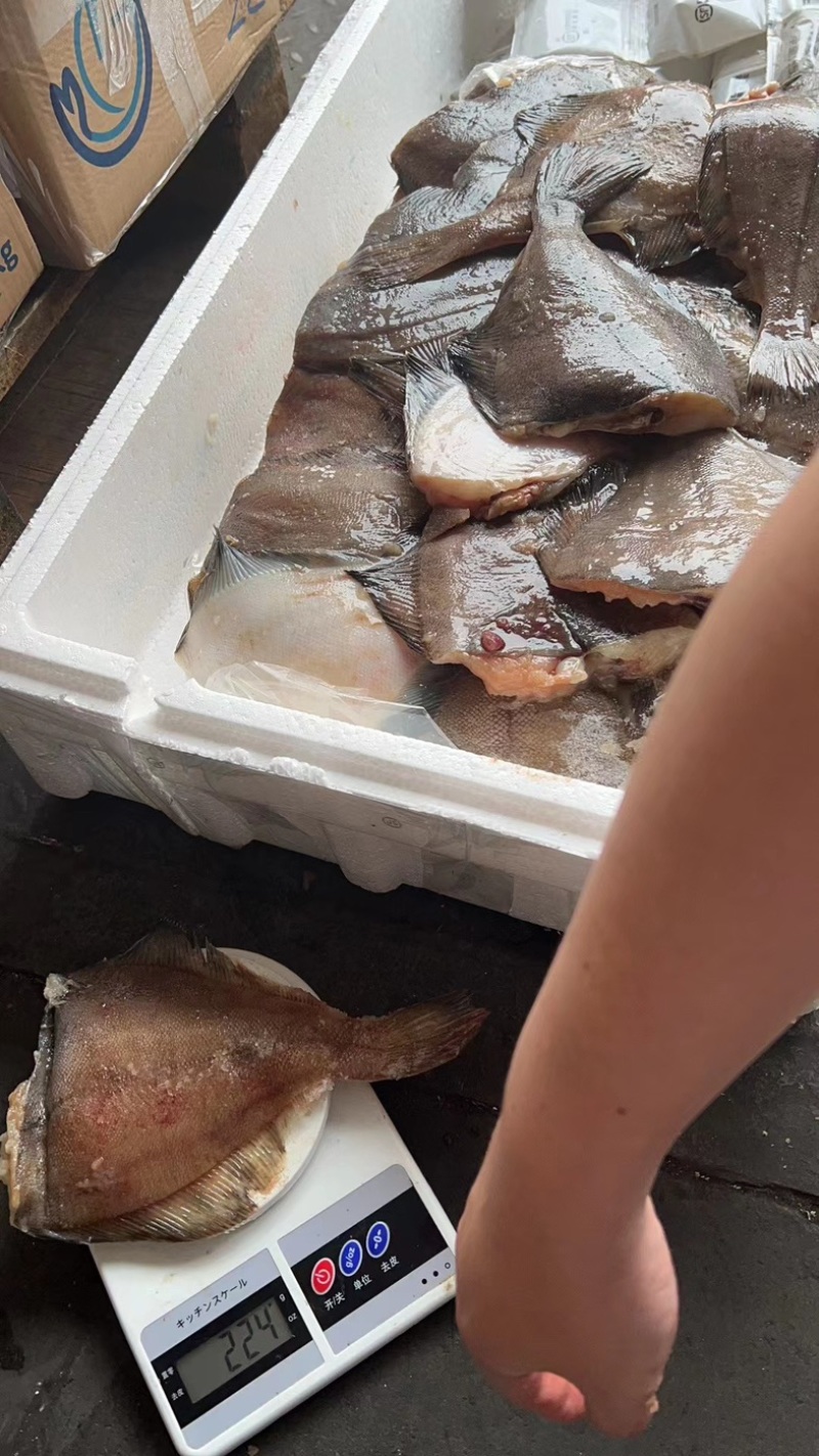二去蝶鱼200/400规格一件19kg