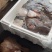 二去蝶鱼200/400规格一件19kg