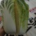 宁夏银川黄心白菜大量上市，随时发货！量大