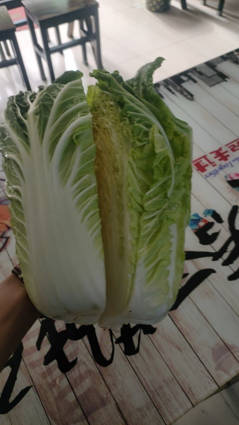 宁夏银川黄心白菜大量上市，随时发货！量大