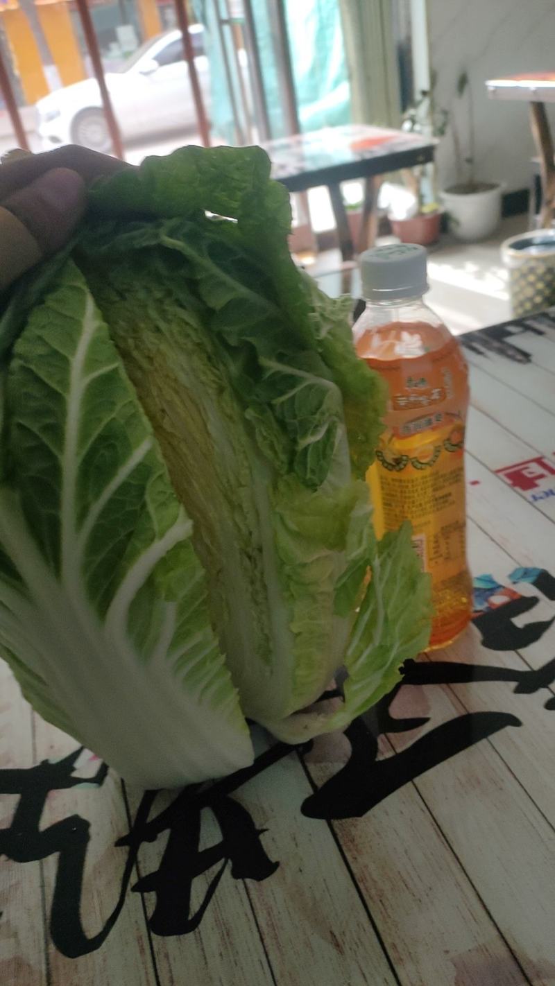 宁夏银川黄心白菜大量上市，随时发货！量大