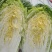 宁夏银川黄心白菜大量上市，随时发货！量大
