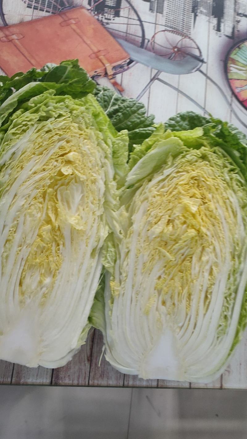 宁夏银川黄心白菜大量上市，随时发货！量大