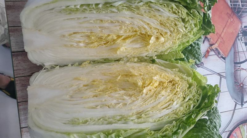 宁夏银川黄心白菜大量上市，随时发货！量大