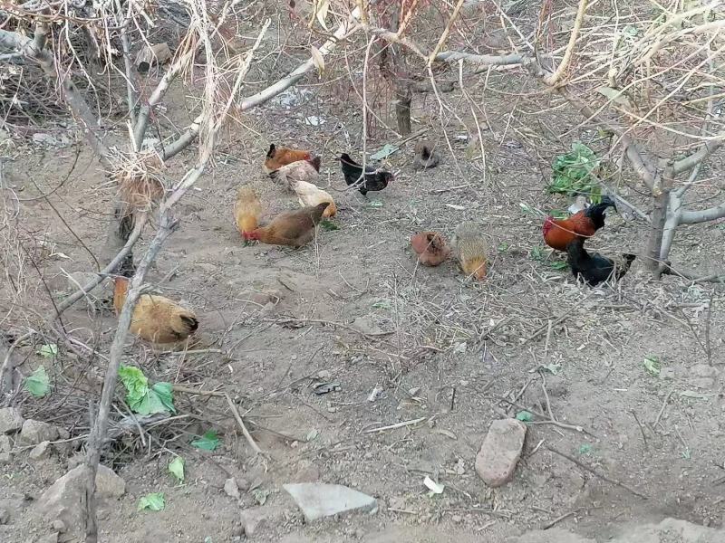 （热卖中）山东潍坊土鸡蛋黑凤花凤大午金凤鸡蛋量大从优