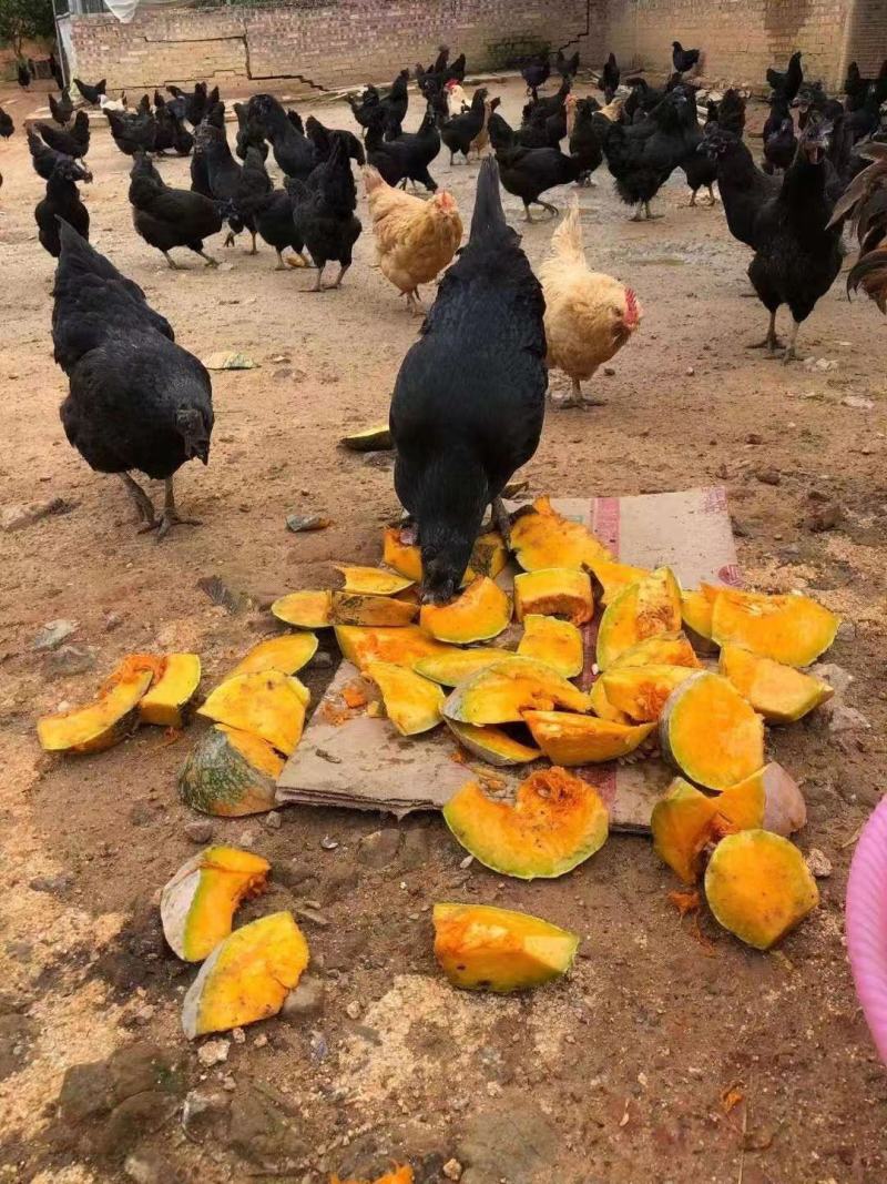 （热卖中）山东潍坊土鸡蛋黑凤花凤大午金凤鸡蛋量大从优