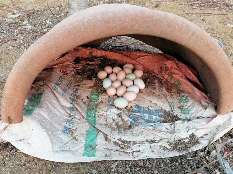 （热卖中）山东潍坊土鸡蛋黑凤花凤大午金凤鸡蛋量大从优