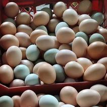 （热卖中）黑凤花凤大午金凤土鸡蛋对接全国货源充足欢迎采购